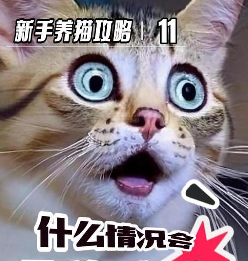 猫咪感到害怕时的10种表现（猫咪害怕的迹象及处理方法）