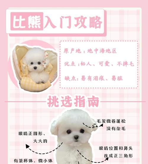比熊的睡眠周期及特点（揭秘比熊的睡眠习惯与需求）