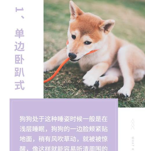 狗狗睡觉与人共床的影响及利弊（探讨狗狗睡床的利与弊，减少不必要的担忧）