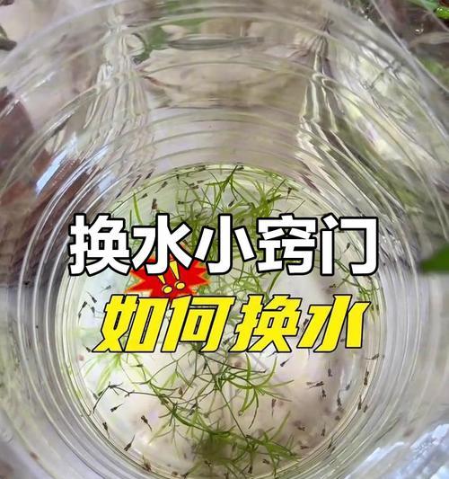 凤尾鱼崽的水质管理（合理换水频率能够有效促进凤尾鱼崽的健康成长）