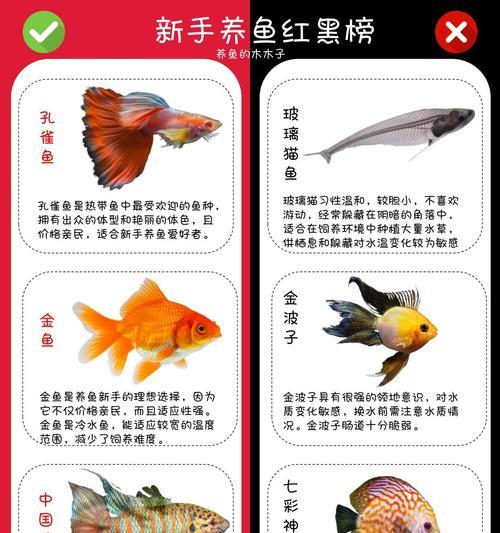 四种皮实好养的小鱼，让养鱼新手也能轻松养活（从零基础到养鱼高手，探索这四种小鱼的养殖之道）