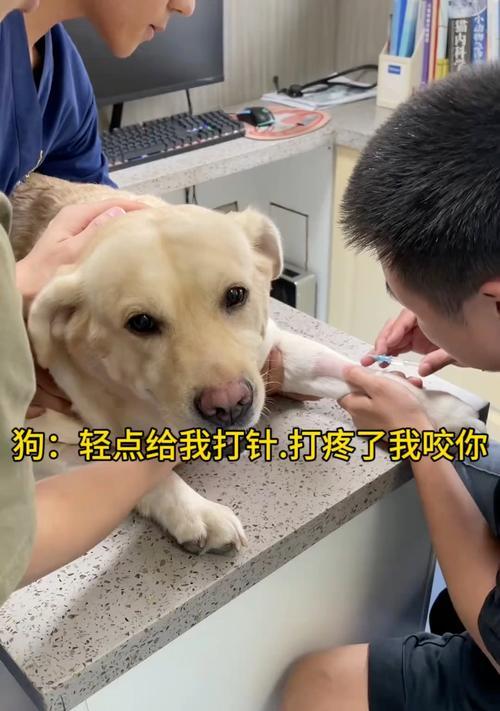 宠物狗的常见疫苗接种（保护宠物狗免受疾病侵袭的重要举措）