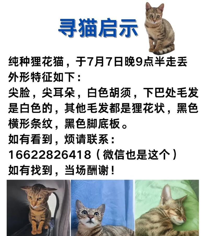 探究狸花猫的价格（了解狸花猫的市场价值及其决定因素）