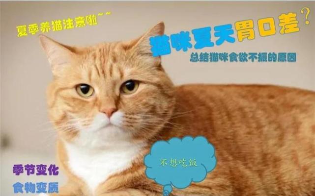如何增加猫咪的食欲？（如何让猫咪重新爱上吃饭）
