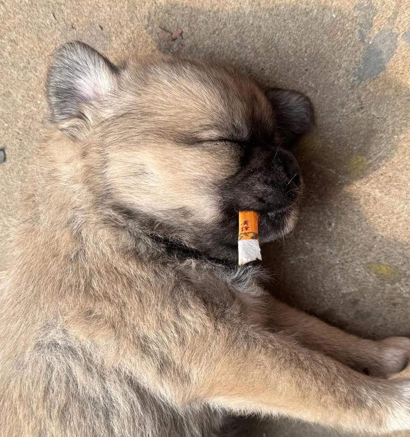 1岁小狗的睡眠时长（探究成长中的小狗需要多长时间的睡眠）