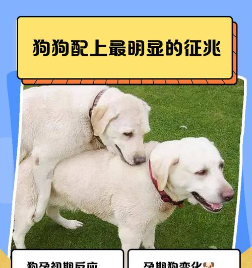 狗怀孕初期流产症状的了解（详细介绍狗怀孕初期流产的症状及预防方法）
