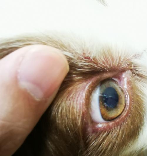 狗狗低血糖的症状与应对方法（了解狗狗低血糖的常见症状及应对措施）
