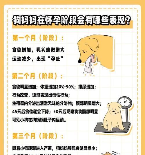 母犬怀孕多久肚子会变大（了解犬只怀孕期间肚子的变化和发育情况）