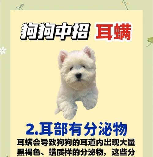 狗狗除耳螨费用一览（了解狗狗除耳螨的费用及注意事项）