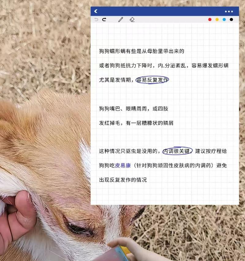 揭秘狗狗蠕形螨的疾病发作之谜（蠕形螨病发，宠物狗的健康堪忧）