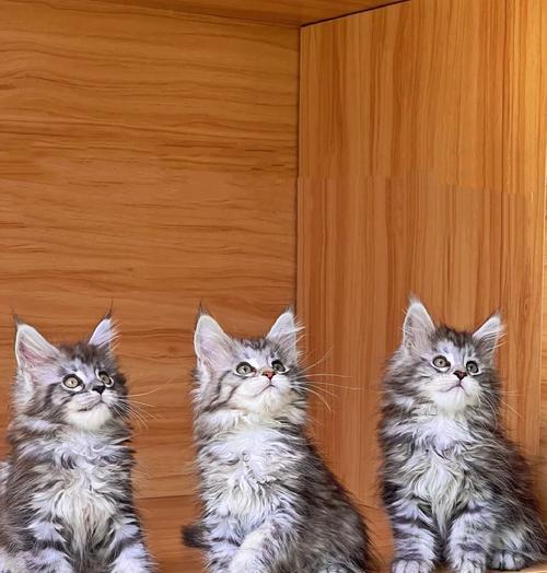 猫咪交配（确保猫咪交配健康愉快的关键规则）