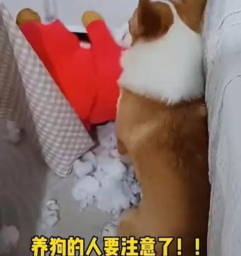 狗狗磨牙需要多久？（了解狗狗磨牙的时间周期和相关注意事项）