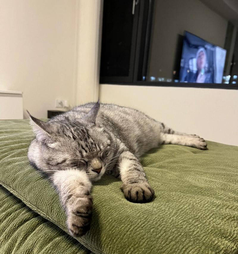 猫咪趴在你腿上的原因及其含义解析（探究猫咪趴在主人腿上的动机和情感表达）