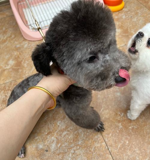 泰迪幼犬养护指南（了解泰迪幼犬疫苗接种计划和注意事项，让它健康成长）
