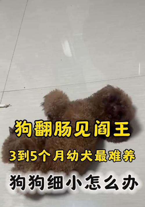小狗翻肠子的频率及原因探究（小狗肠子翻动频繁，是出于什么原因？）