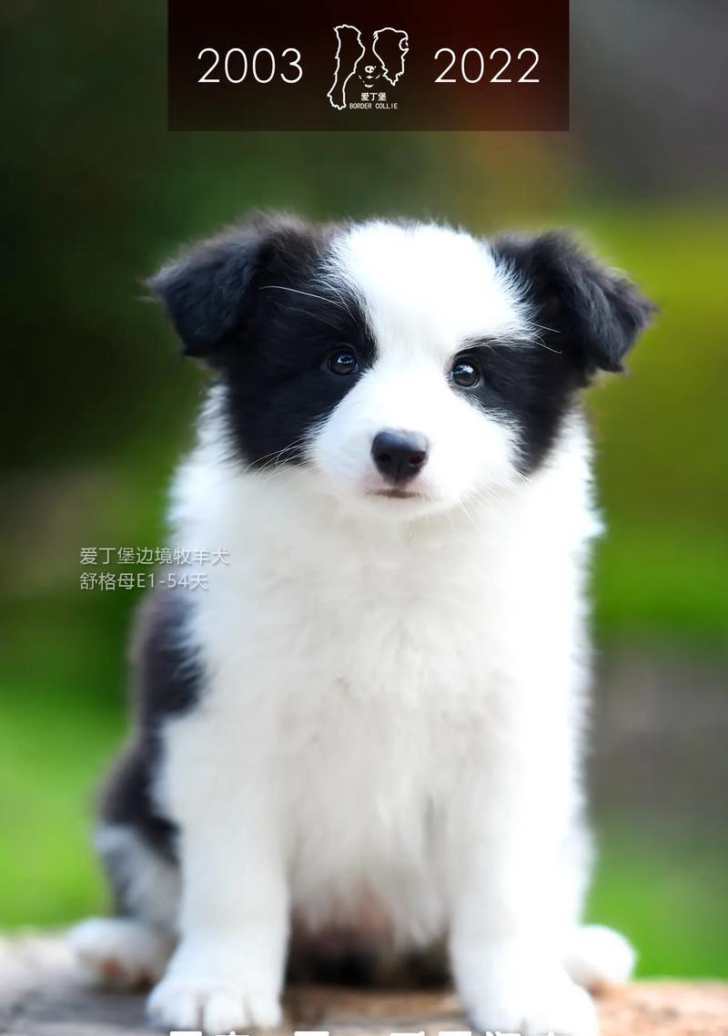 边境牧羊犬的生长周期及关键因素（探究边境牧羊犬成长的时间和影响因素）