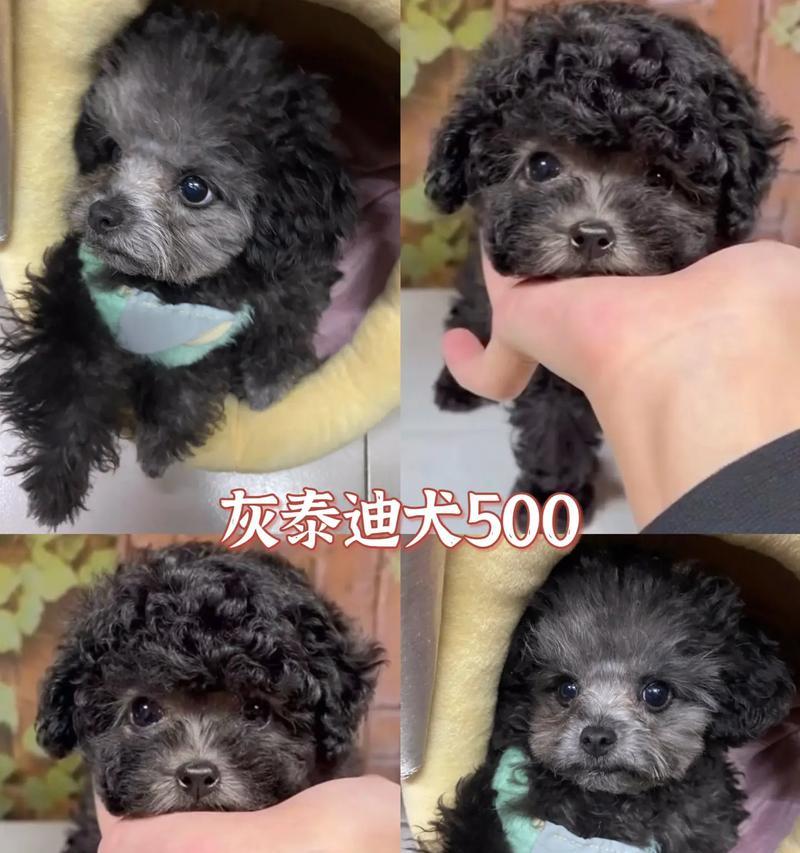 泰迪母犬下奶时的生产过程（探究泰迪犬母犬下奶以及产仔的时间和过程）