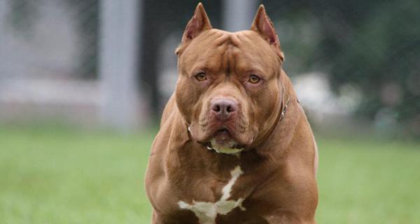 比特犬vs杜高犬（探究两种犬种的优势与劣势，解析战斗力的关键因素）