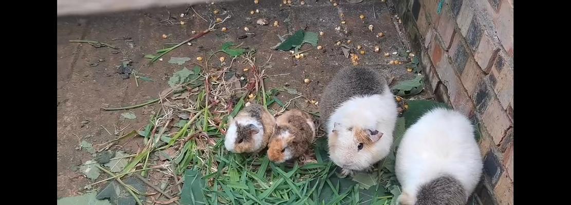 荷兰猪的生长发育与饲养——从出生到能吃的时间（探究荷兰猪成长过程中的关键阶段及其饲养需求）