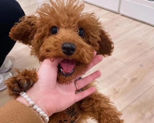 如何正确喂养和照顾泰迪幼犬（泰迪幼犬喂食和照顾要点解析）