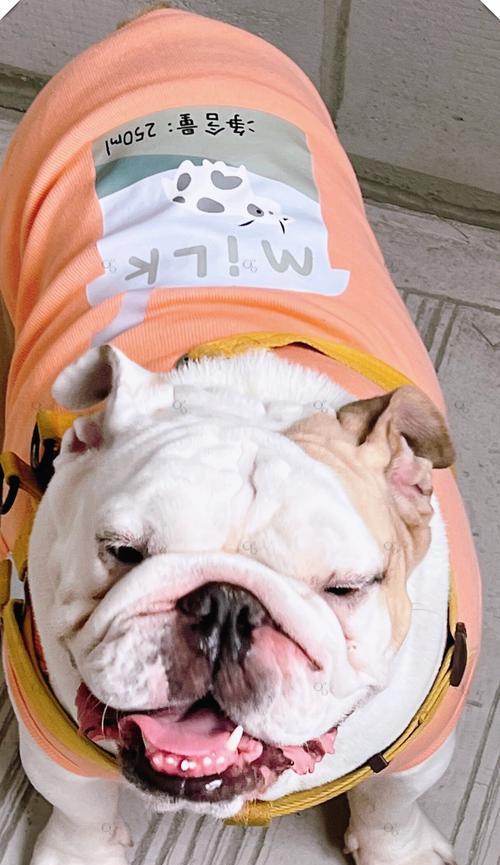 英国斗牛犬的四大缺点（了解这些缺点，让你更好地照顾英国斗牛犬）