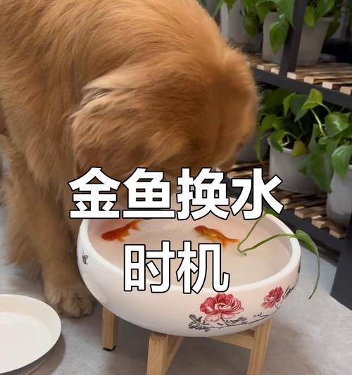 金鱼水族箱中最久不换水的时间是多久？（金鱼的生命力和适应能力如何？）