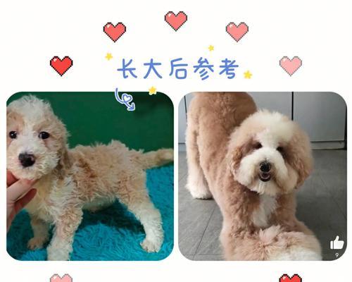 贵宾犬成长周期及关键因素解析（探寻贵宾犬成长速度与关键影响因素）