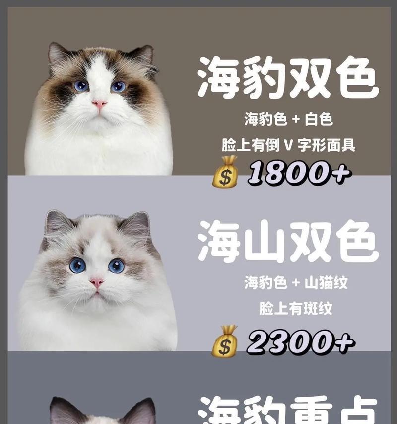 布偶猫的眼睛何时变色？（布偶猫的眼睛颜色变化周期和特点分析）