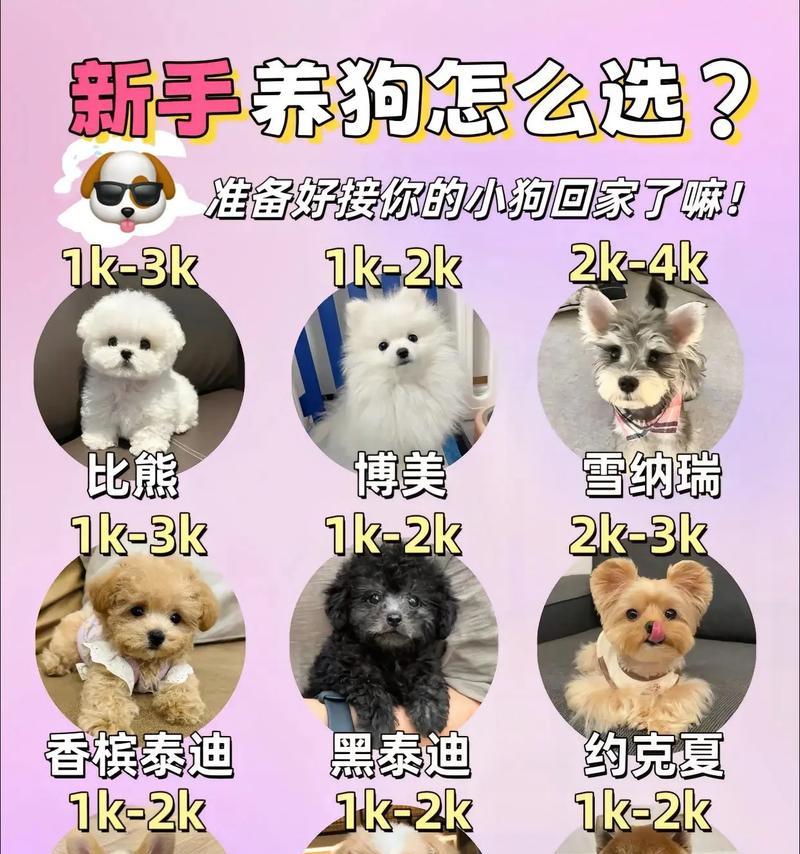 家养母犬的铲屎官必知事项（了解如何照顾和训练你的母犬，让她健康快乐）