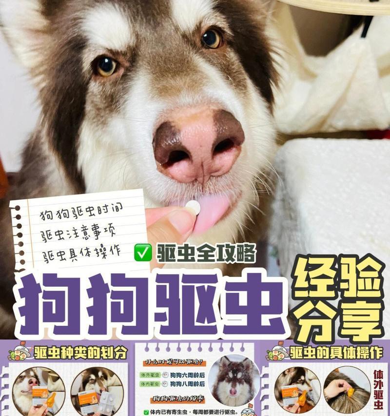 狗狗出生多久可以出去玩？（探讨适合狗狗出门玩耍的最佳时机）