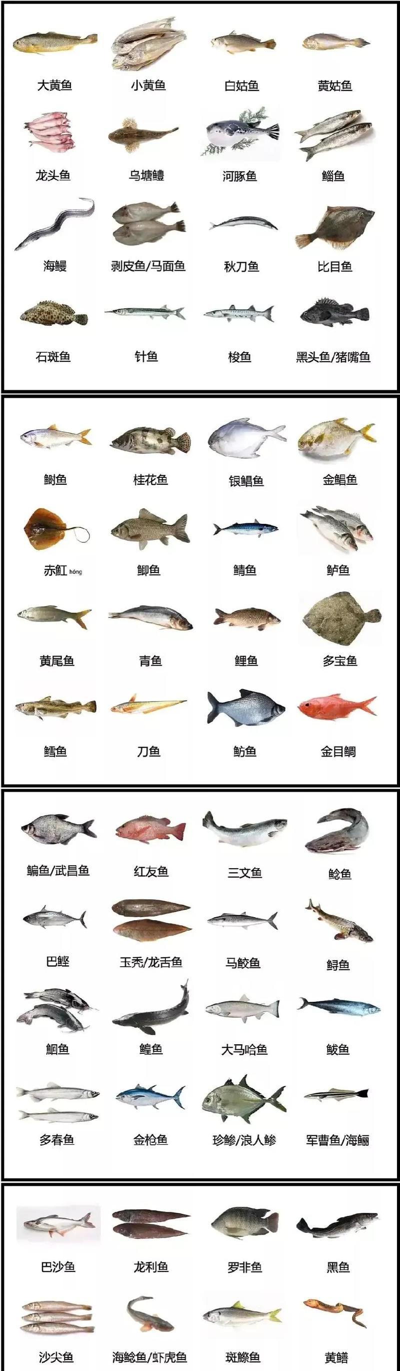 探索世界上最美丽的鱼类（揭秘神秘的水下世界，与缤纷多样的鱼儿相遇）