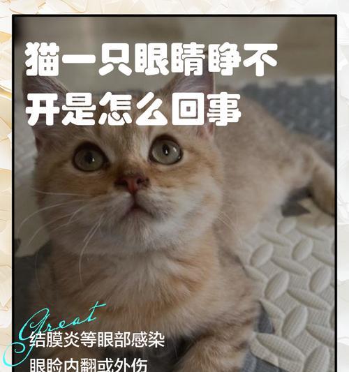 小猫的睁眼时间及发育过程（从闭眼到睁眼，小猫的成长历程一览）