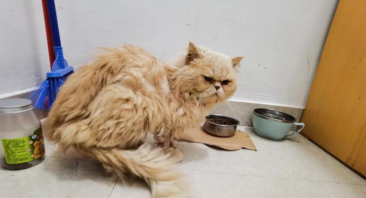 养一只加菲猫的困难与挑战（探索加菲猫养育的艰辛与乐趣）