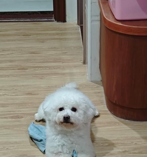 培养狗狗良好的饮食习惯，树立三个关键规则（让你的宠物狗学会有饱腹感，健康成长）