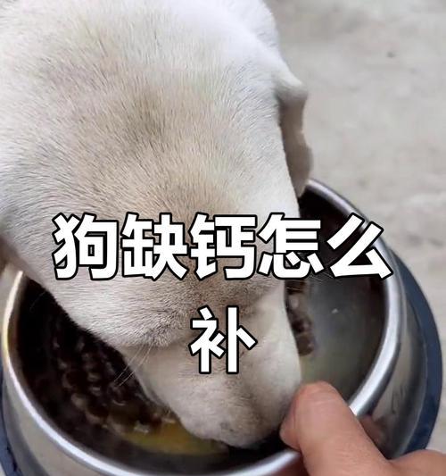 狗狗缺钙危害大！快速补钙有妙招（了解狗狗缺钙的危害及如何迅速补钙）
