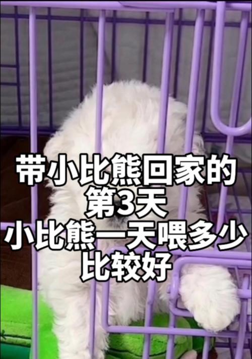 比熊狗吃10kg狗粮能维持多长时间？（分析比熊狗每日食量和狗粮消耗量，解答食粮持续时间疑问）