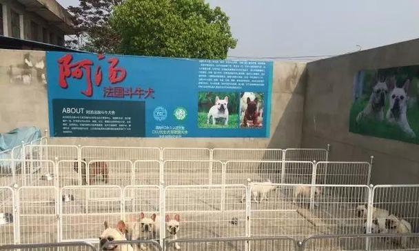 江苏法牛犬舍（品种纯正、环境优美的法牛犬舍）