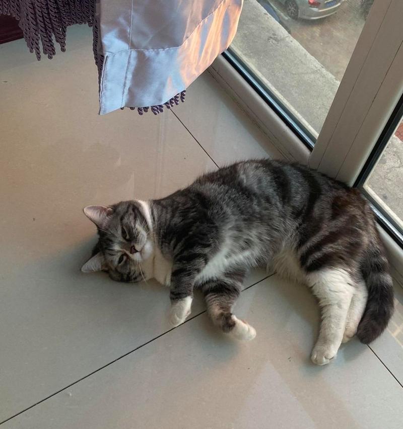 猫咪小鼻子上突然长黑点的原因解析（黑点是否生病或发霉，如何处理？）