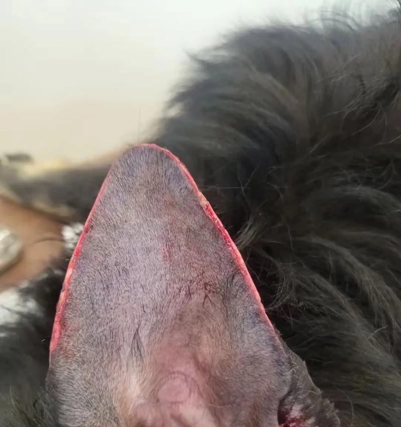 杜宾犬耳朵绑多久合适？（耳朵绑定期限与关键要点）