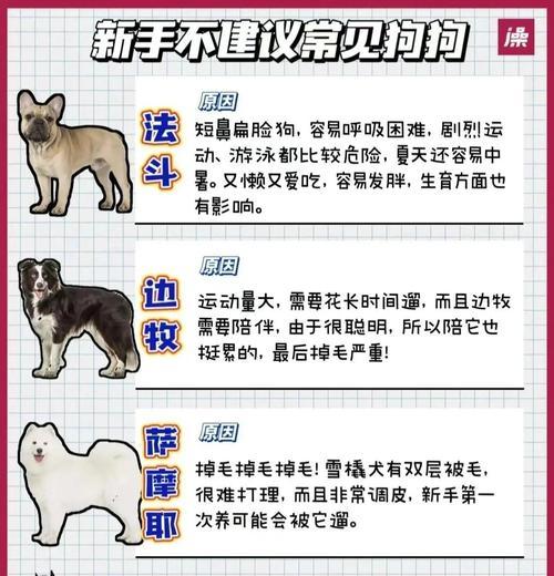 上班族养狗攻略（忙碌工作也可以照顾好你的狗狗）