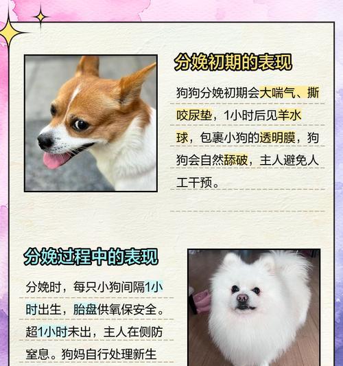 狗的分娩过程究竟需要多长时间？（探究狗妈妈分娩的时间长短及其中的关键因素）