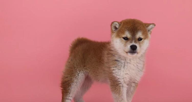 如何挑选一只纯种柴犬？（全面指南，避免买到串串）
