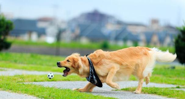 如何快速训练金毛成为优秀的伴侣犬（金毛训练时间、）