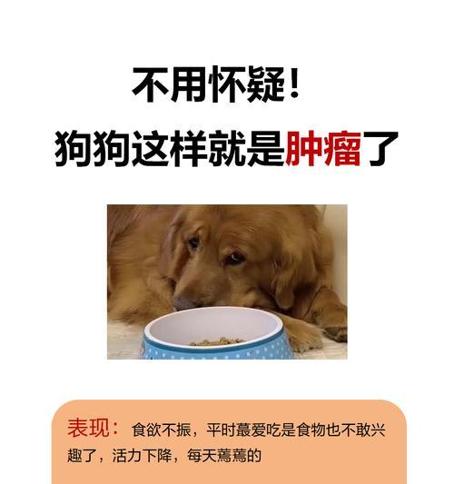 狗狗营养过剩的危害影响（预防狗狗营养过剩，让它们健康快乐）