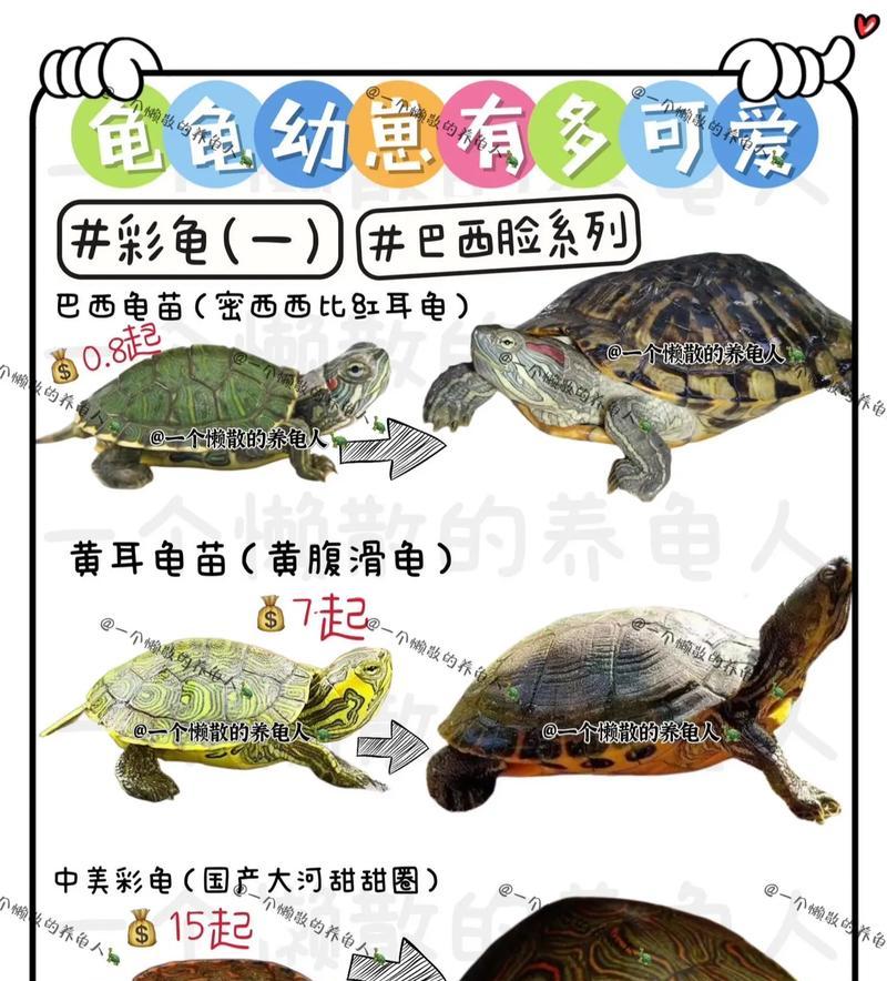 巴西龟为什么不能放生？（了解巴西龟的特点与放生的危害）