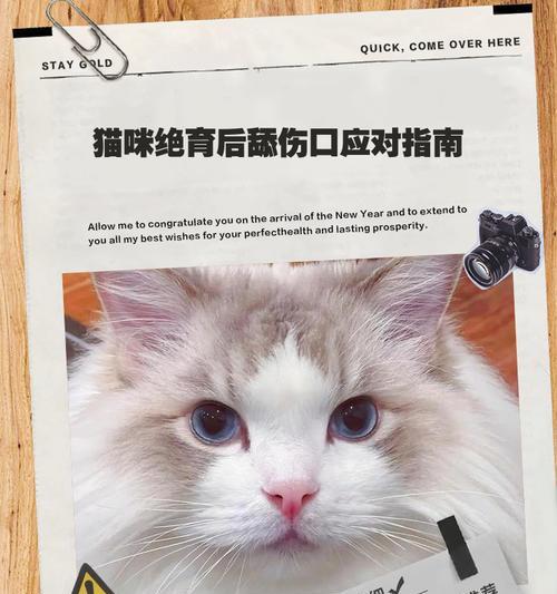 猫咪受伤了流血了该怎么办？（如何正确护理猫咪的伤口）