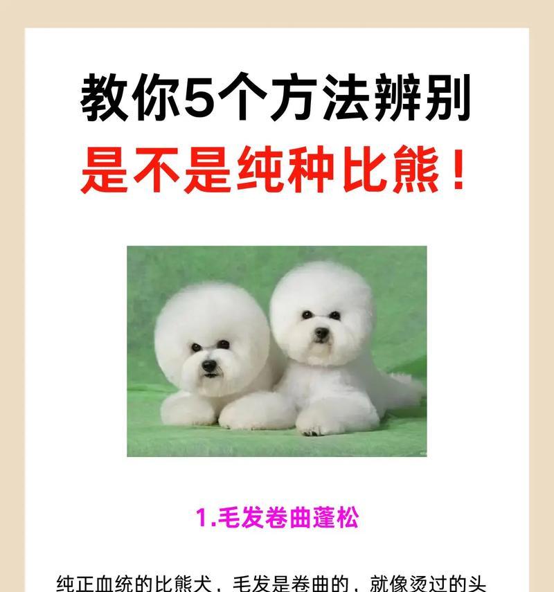比熊胎毛生长时间及关键因素解析（比熊胎毛生长周期与护理技巧）