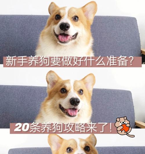 狗的繁殖周期及饲养时间（了解狗的生育周期和养育时间，为合理饲养提供指导）