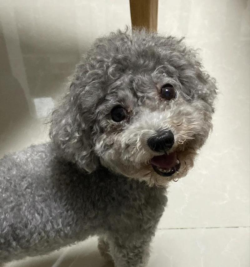 泰迪犬的齿落与再生周期解析（探究泰迪犬齿落后的再生时间及影响因素）