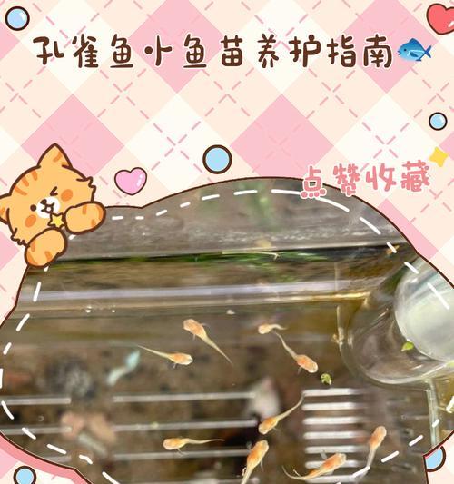 凤尾鱼繁殖后的小鱼喂食时间探讨（养殖凤尾鱼的关键）